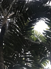 Arecaceae