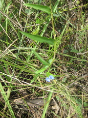 Commelina cyanea