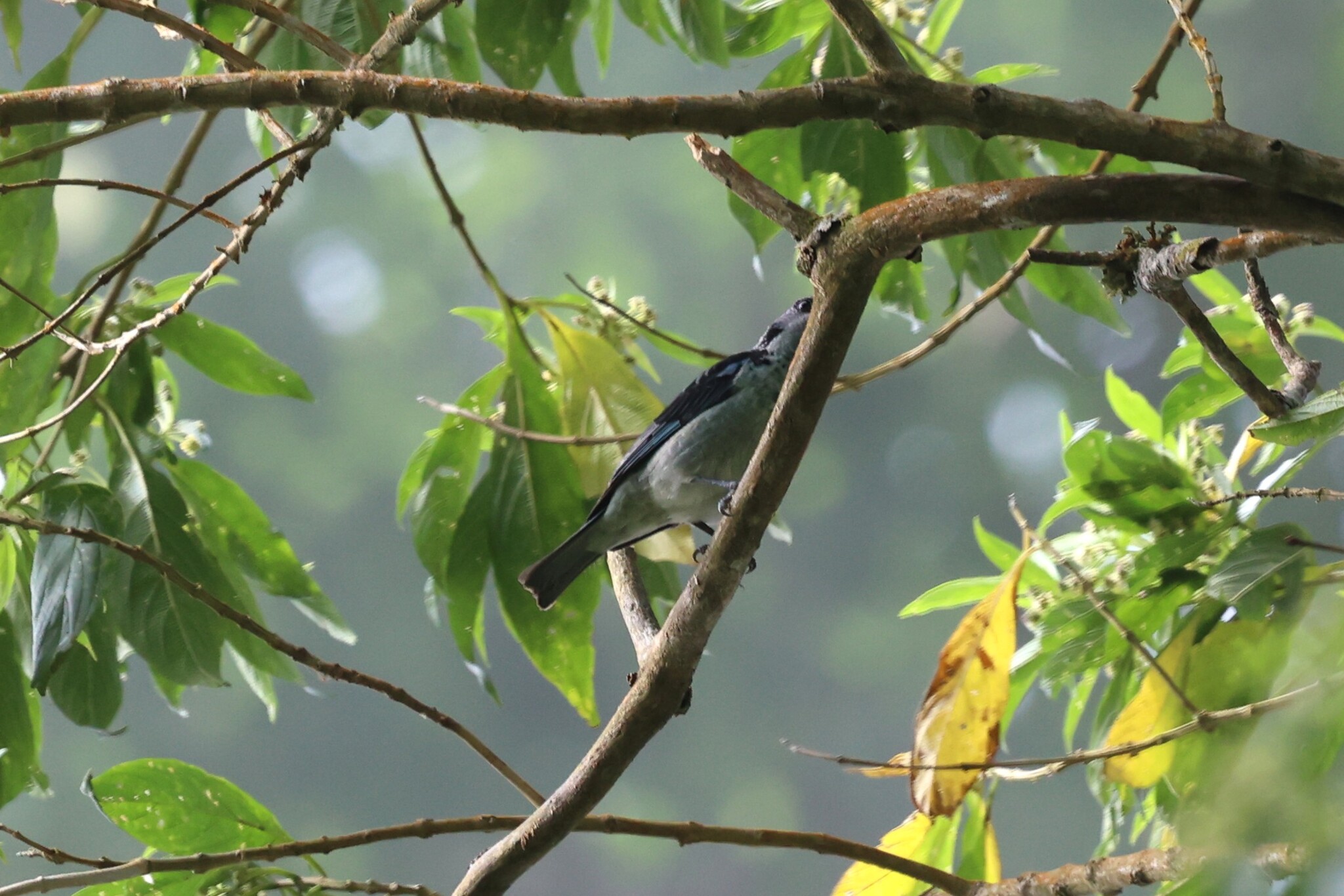 Azure-rumped Tanager (Poecilostreptus cabanisi), photo 3