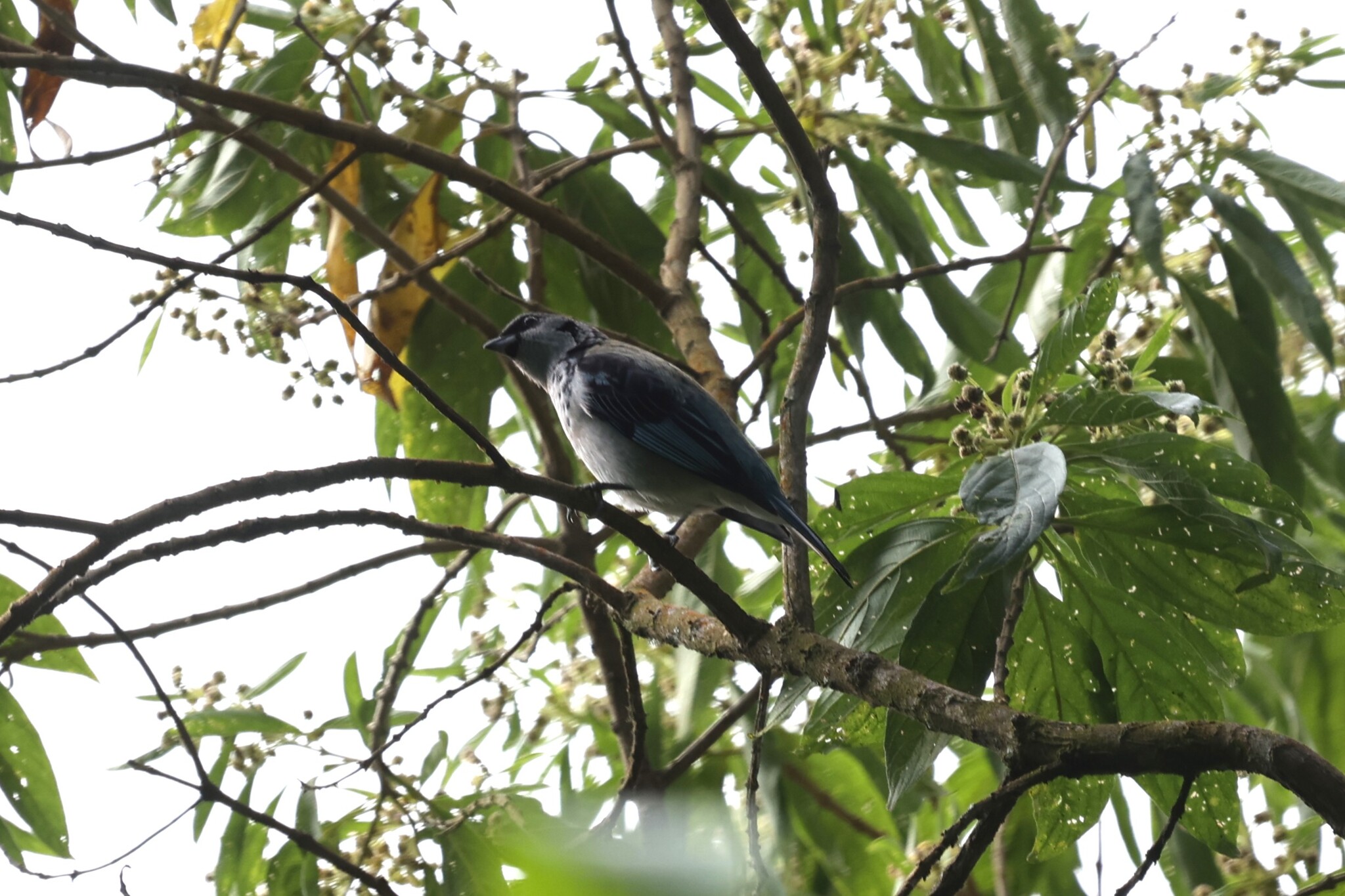 Azure-rumped Tanager (Poecilostreptus cabanisi), photo 2