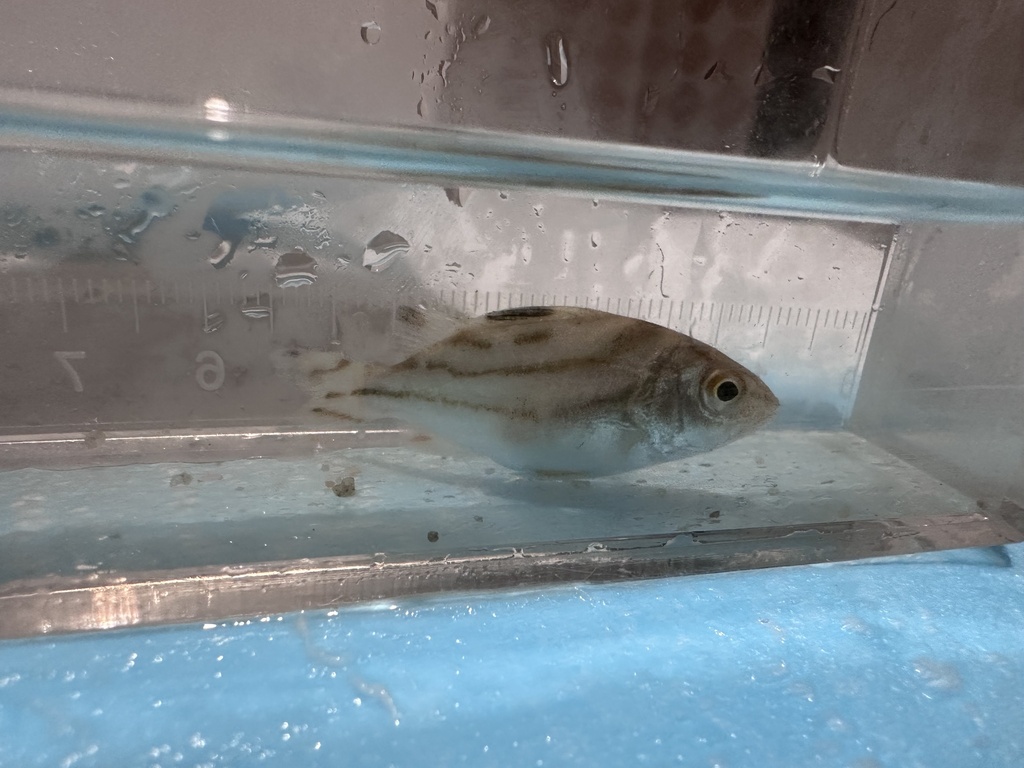 Jarbua terapon (Terapon jarbua) — Terapontidae