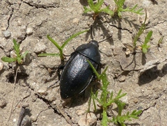 Silpha tyrolensis