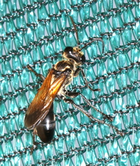 Sphecini