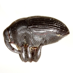 Stethobaris incompta