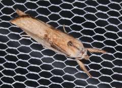 Pilostibes basivitta