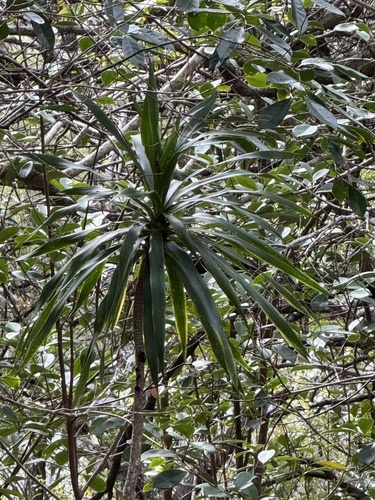 Dracaena fernaldii observed 2025-12-31