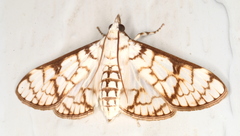 Aphytoceros lucusalis