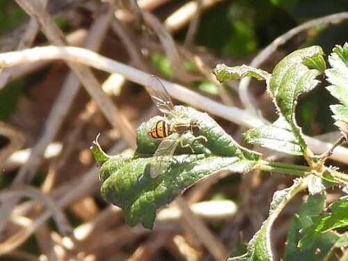 Unknown species found near Wetlands Park at Riverstone, Sugar Land, TX 77479, USA
