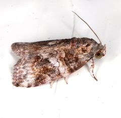 Garella vallata