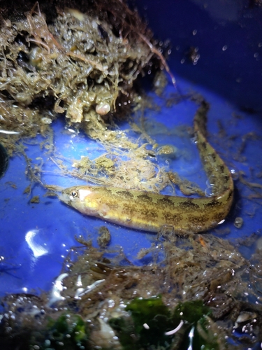 Tidepool gunnel (Pholis nebulosa) — Pholidae — 4
