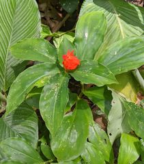 Chamaecostus lanceolatus