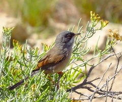 Curruca conspicillata