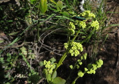 Crassula cultrata