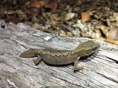 Diplodactylus vittatus