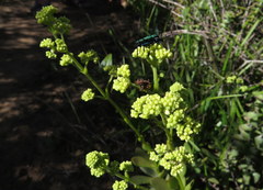 Crassula cultrata