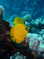 Chaetodon semilarvatus