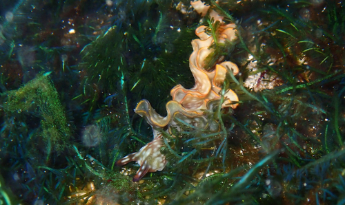 Elysia rufescens, 2025-12-27
