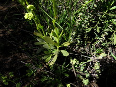 Crassula cultrata