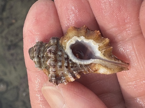 Turritriton gibbosus observed 2025-12-31
