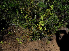 Crassula cultrata