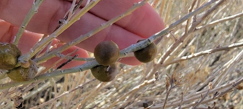 Unknown species found near Albuquerque, NM 87112, USA