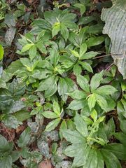 Chamaecostus lanceolatus