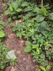 Chamaecostus lanceolatus