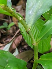 Chamaecostus lanceolatus