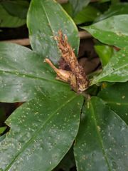 Chamaecostus lanceolatus