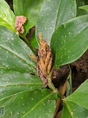 Chamaecostus lanceolatus