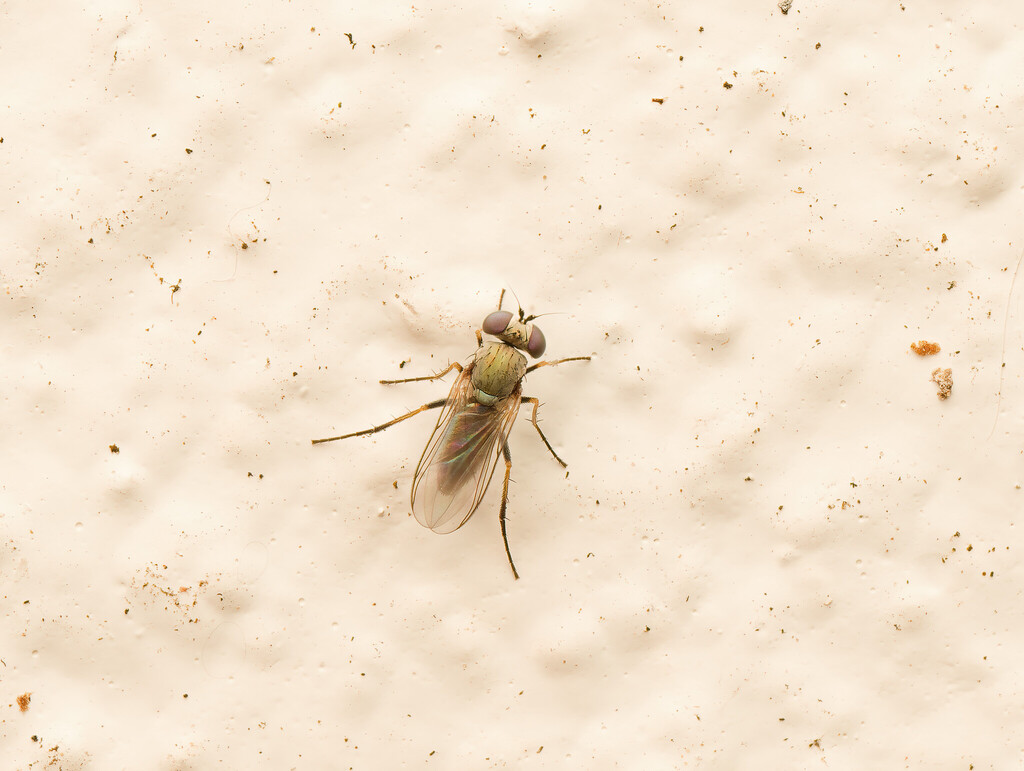 Asyndetus fratellus
