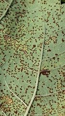 Puccinia helianthi