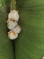 Ectophylla alba