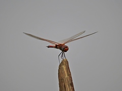 Tramea transmarina euryale