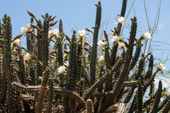 Harrisia tetracantha