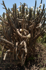 Harrisia tetracantha