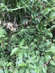 Equisetum myriochaetum