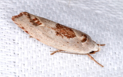 Tymbophora peltastis