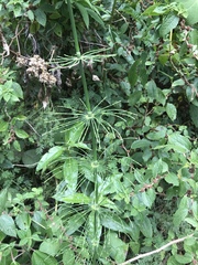 Equisetum myriochaetum