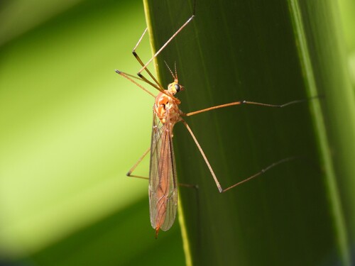 Unknown species found near Orange County, FL, USA