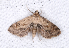 Parapoynx crisonalis