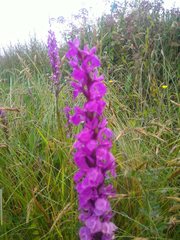 Dactylorhiza elata