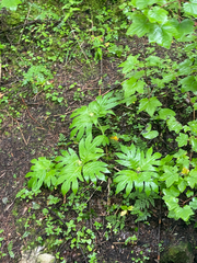 Triosteum pinnatifidum