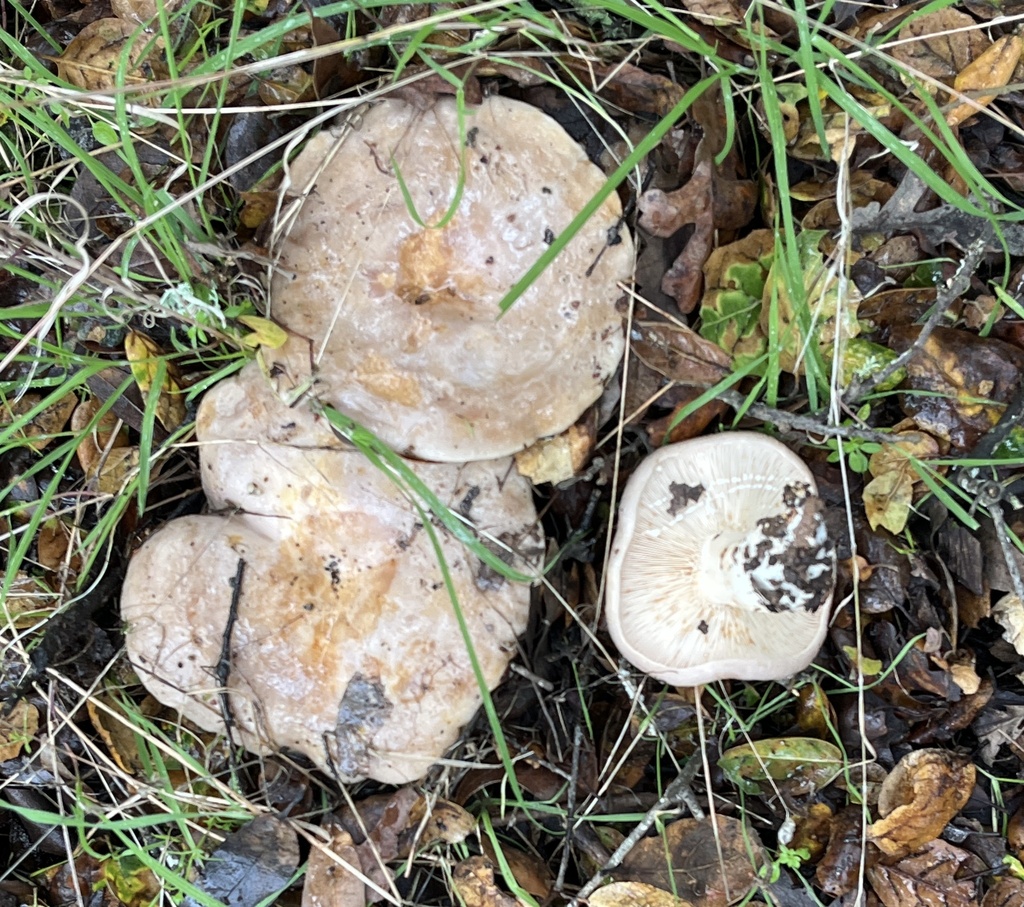 Lactarius argillaceifolius · December 2025 · photo: © joqatana (iNaturalist, cc-by)
