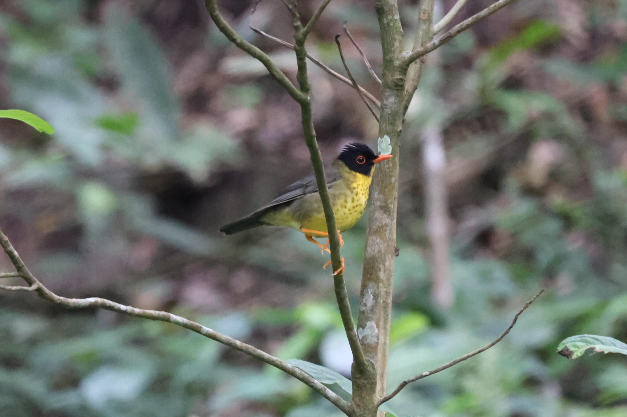 Yellow-throated Nightingale-Thrush (Catharus dryas), photo 3