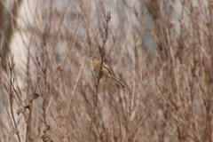 Carpodacus sibiricus