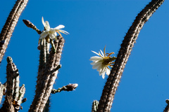 Harrisia tetracantha