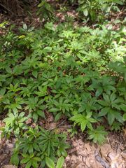 Chamaecostus lanceolatus