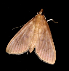 Protonoceras mitis