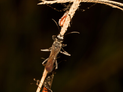 Prionyx thomae observed 2025-12-29